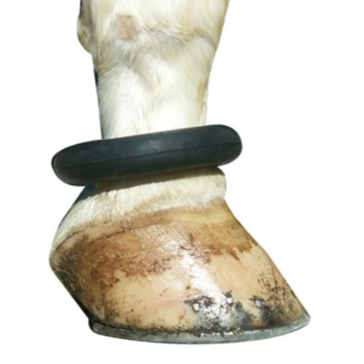 Fetlock Ring